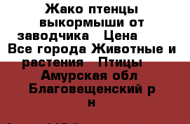 Жако птенцы выкормыши от заводчика › Цена ­ 1 - Все города Животные и растения » Птицы   . Амурская обл.,Благовещенский р-н